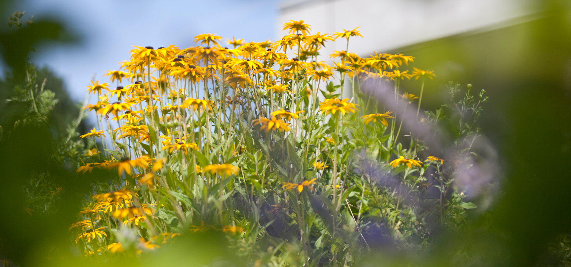 Gartenhof K�sters - Privatgarten D�sseldorf II