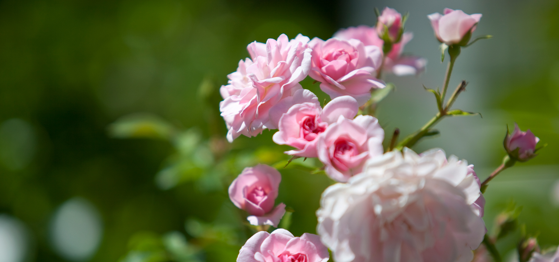 Gartenhof K�sters - Privatgarten Wuppertal